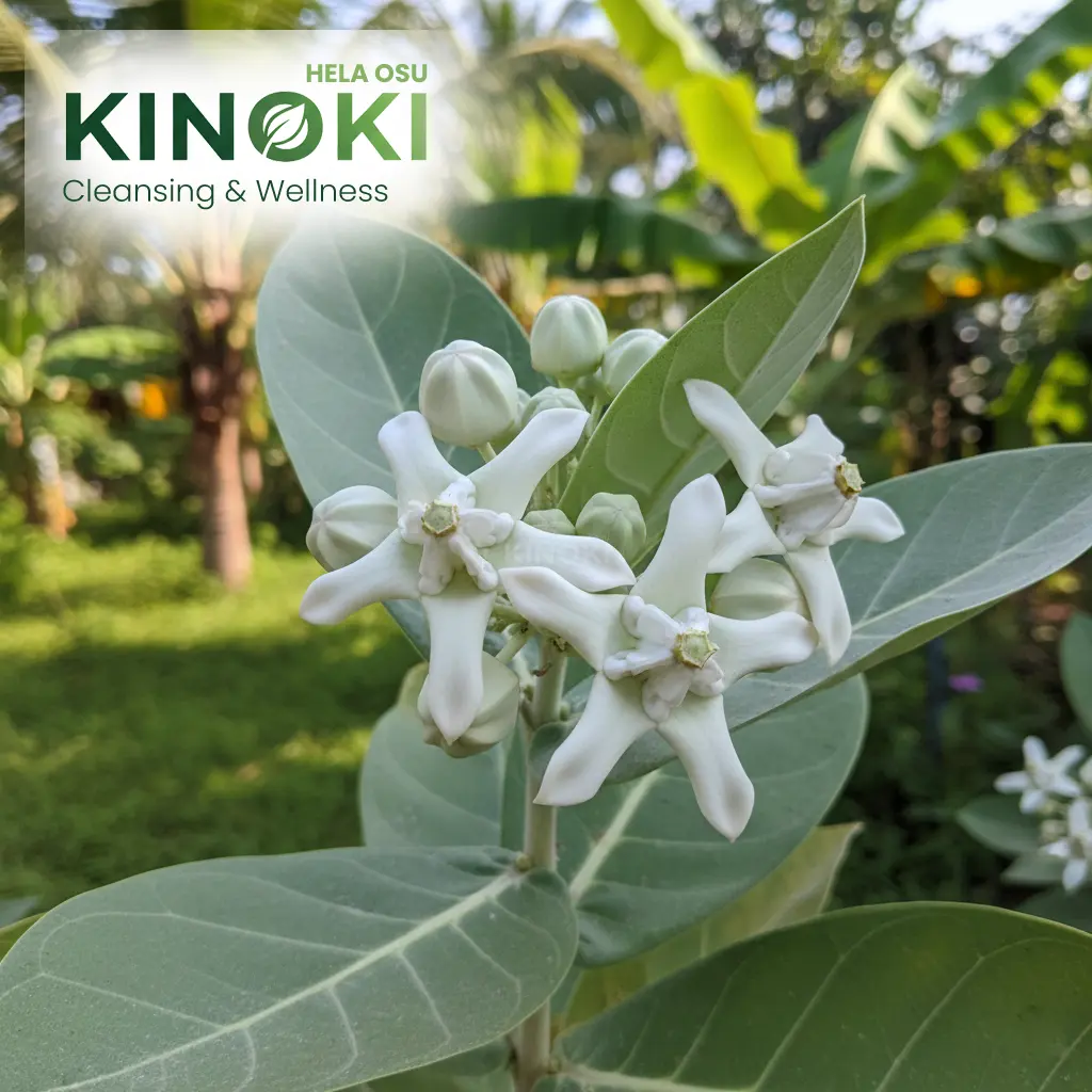 රෝග රැසකට ගුණ දෙන දිව්‍යමය ඖෂධය: එළවරා (Crown Flower)