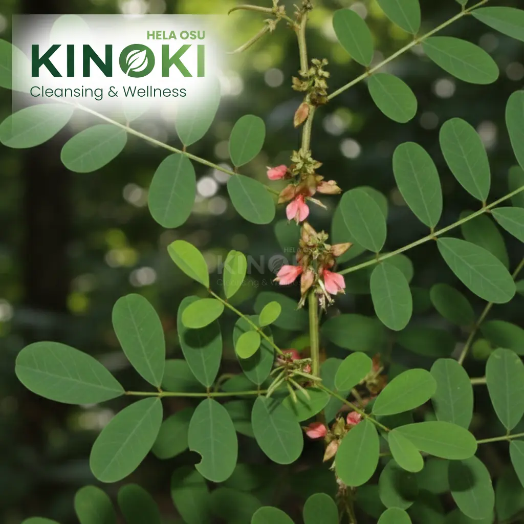 නිල් අවරිය: සොබාදහමේ නිල් දායාදය සහ එහි විස්මිත ඔසු ගුණ