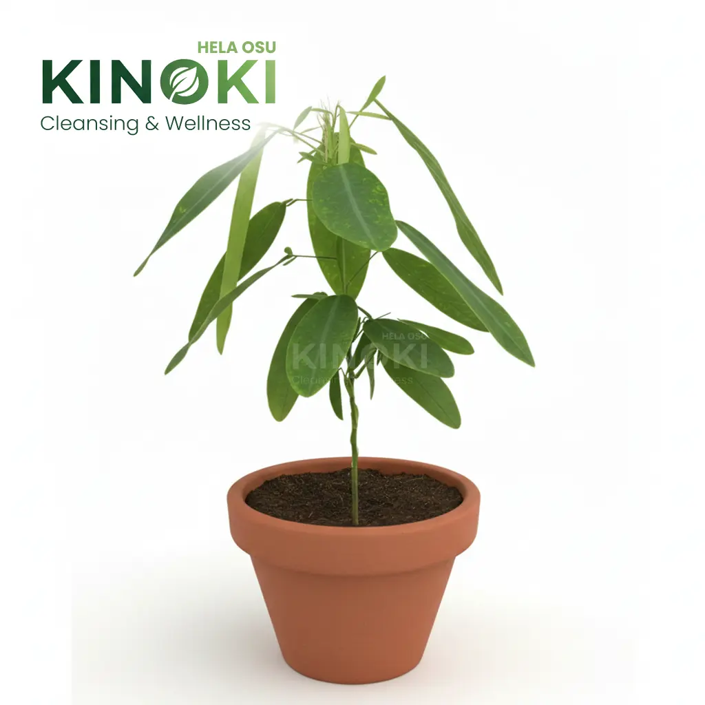 The Miraculous Pranajeeva (Dancing Tree): Nature’s Powerful Healer